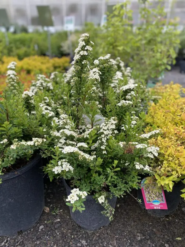 Snowmound Spirea - Trees & Shrubs - Image 4