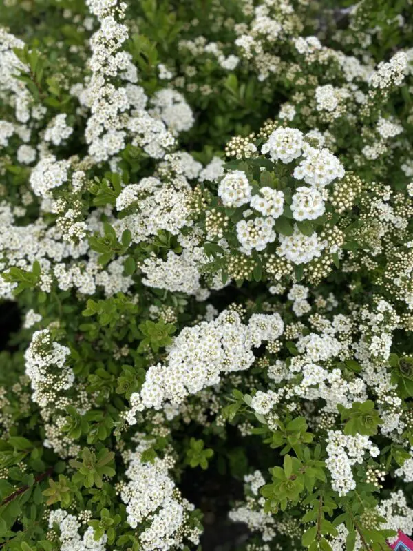 Snowmound Spirea - Trees & Shrubs