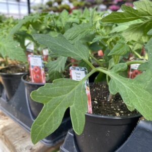 Small Tomato Plants (Assorted Varieties) - Veggies 4" Pots
