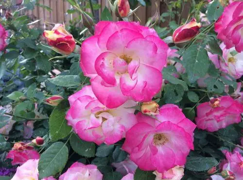 Campfire Shrub Rose - Trees & Shrubs