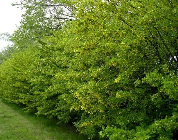 Common Caragana - Trees & Shrubs - Image 6