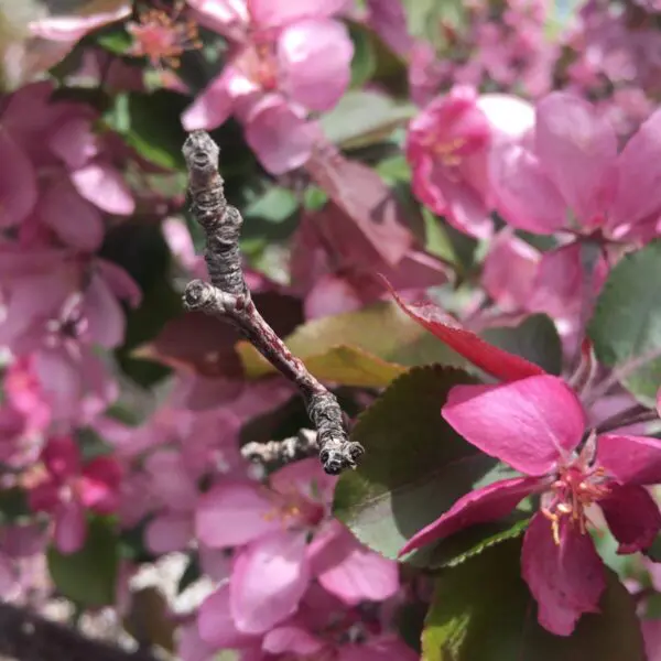 Thunderchild Crabapple Trees - Trees & Shrubs