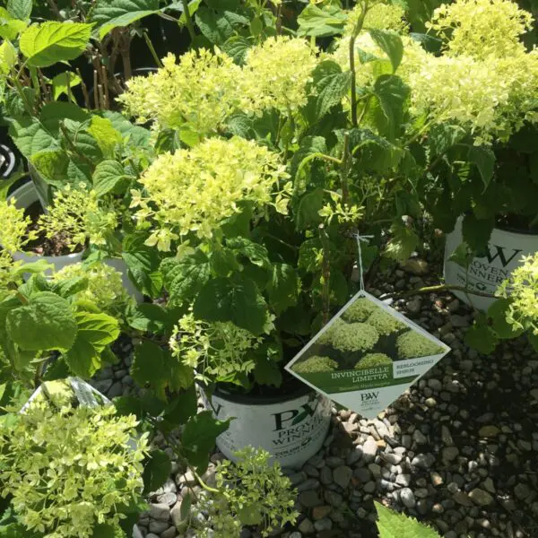Invincibelle Limetta Hydrangea - Trees & Shrubs - Image 2