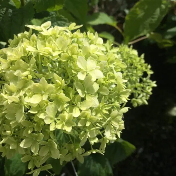Invincibelle Limetta Hydrangea - Trees & Shrubs