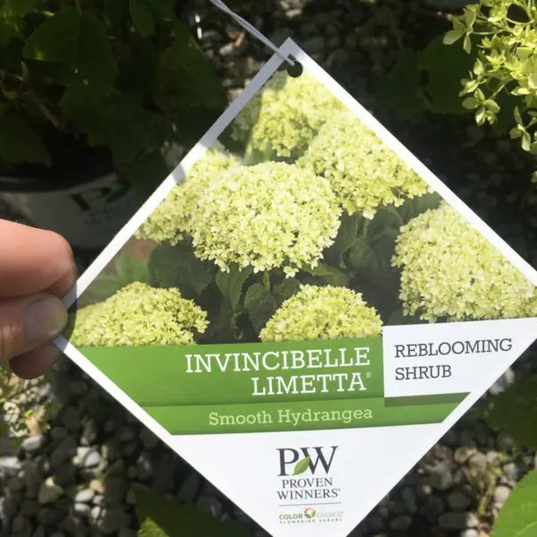 Invincibelle Limetta Hydrangea - Trees & Shrubs - Image 3