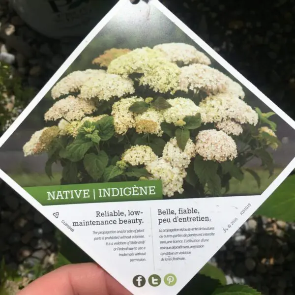 Invincibelle Limetta Hydrangea - Trees & Shrubs - Image 6