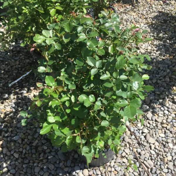 Chinook Sunrise Shrub Rose - Trees & Shrubs - Image 2