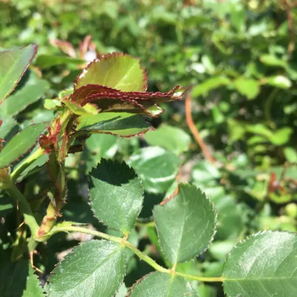 Chinook Sunrise Shrub Rose - Trees & Shrubs - Image 3