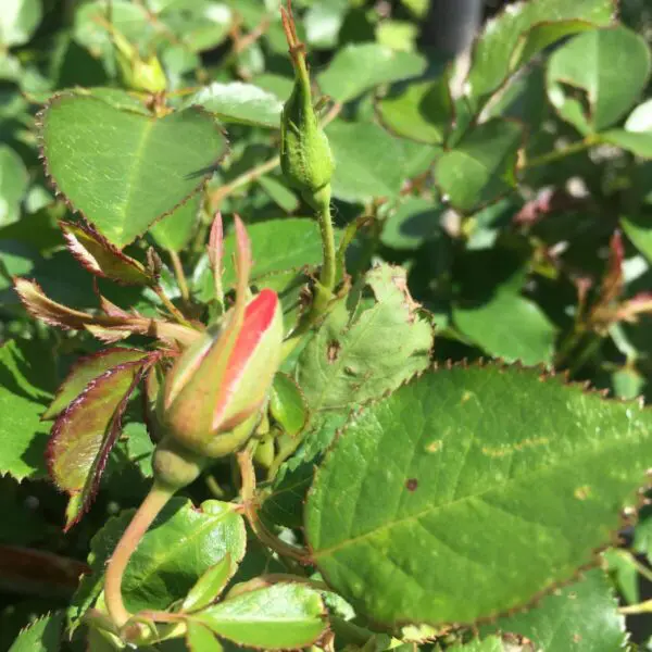 Chinook Sunrise Shrub Rose - Trees & Shrubs - Image 4