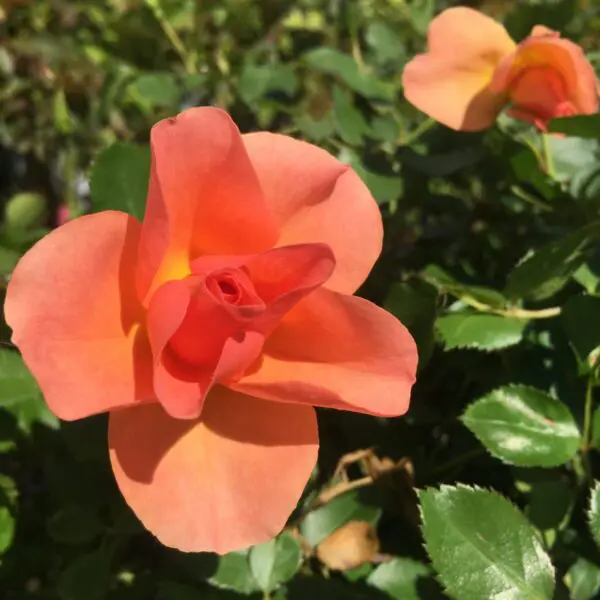 Chinook Sunrise Shrub Rose - Trees & Shrubs