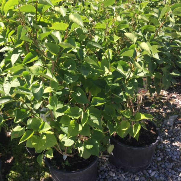 Ludwig Spaeth French Lilac - Trees & Shrubs - Image 3