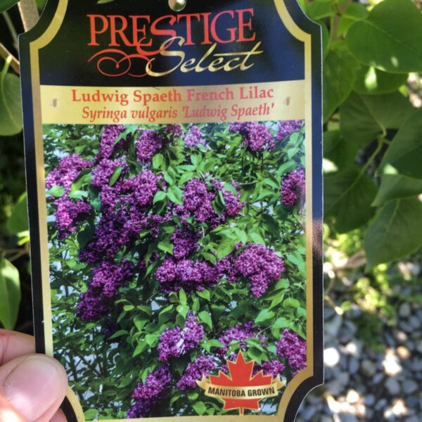 Ludwig Spaeth French Lilac - Trees & Shrubs