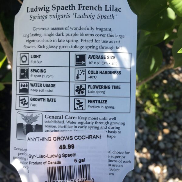 Ludwig Spaeth French Lilac - Trees & Shrubs - Image 2