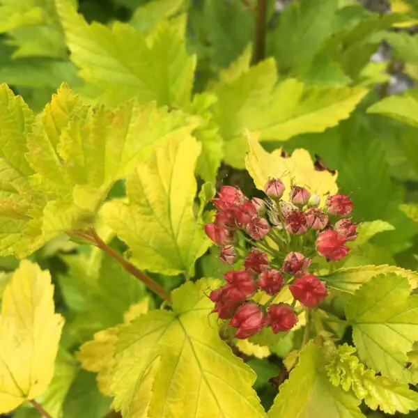 Dart's Gold Ninebark - Trees & Shrubs - Image 4