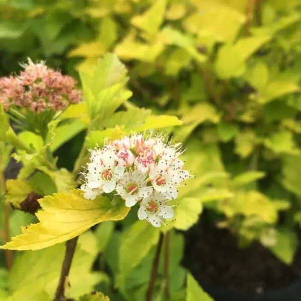 Dart's Gold Ninebark - Trees & Shrubs