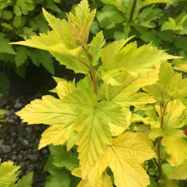 Dart's Gold Ninebark - Trees & Shrubs - Image 2