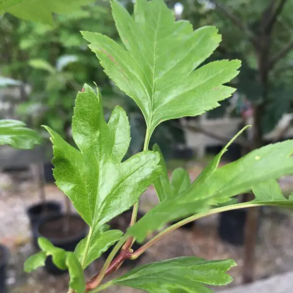 Toba Hawthorn Tree - Trees & Shrubs - Image 4