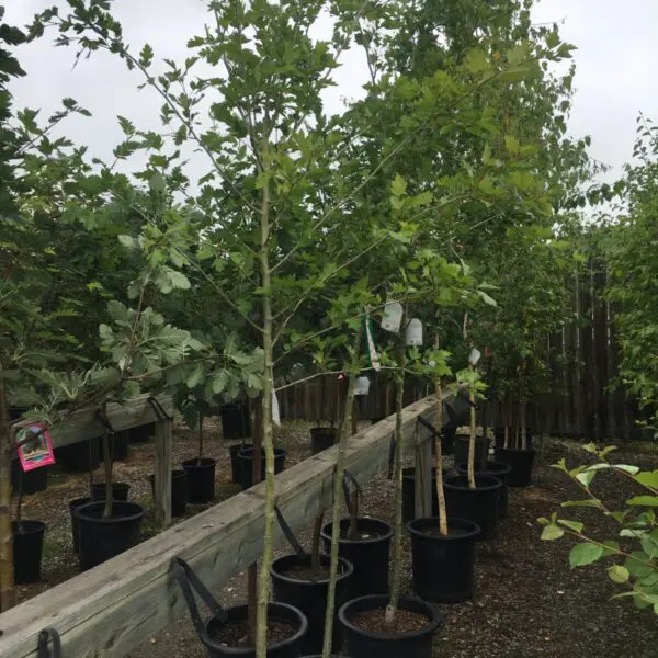 Toba Hawthorn Tree - Trees & Shrubs - Image 3