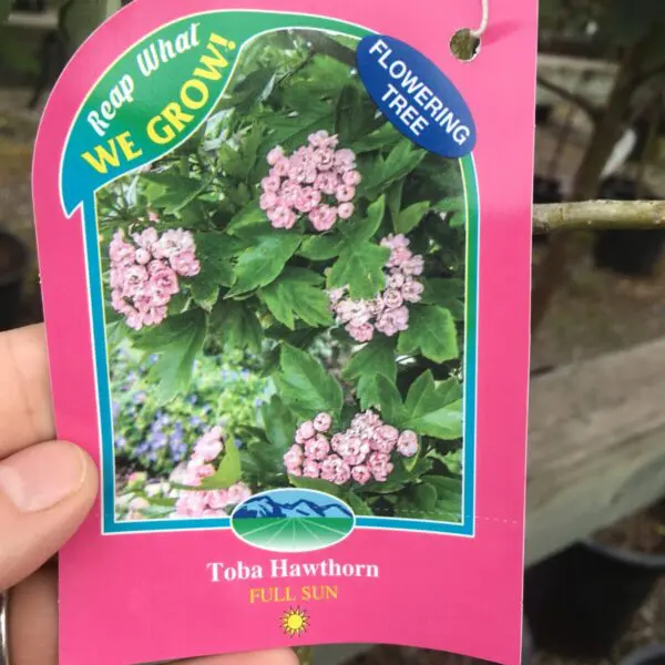 Toba Hawthorn Tree - Trees & Shrubs
