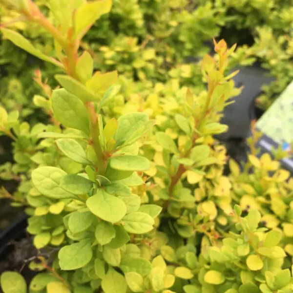 Sunsation Japenese Barberry - Trees & Shrubs