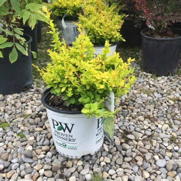 Sunsation Japenese Barberry - Trees & Shrubs - Image 4