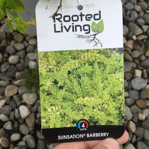 Sunsation Japenese Barberry - Trees & Shrubs - Image 3
