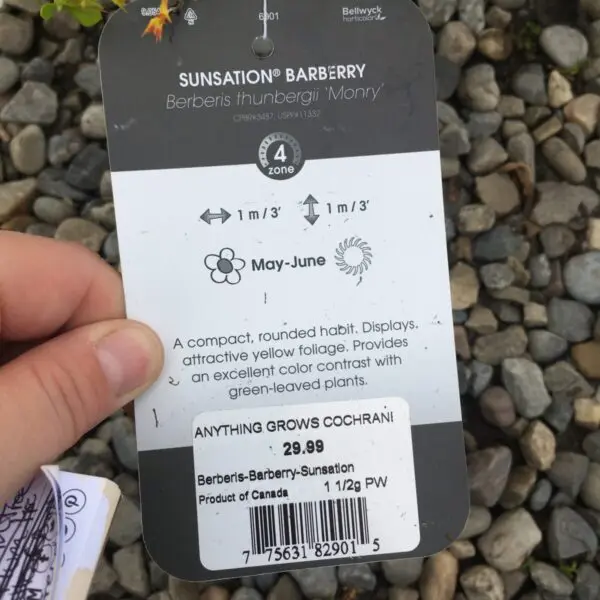 Sunsation Japenese Barberry - Trees & Shrubs - Image 2