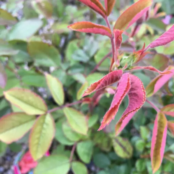 Morden Fireglow Shrub Rose - Trees & Shrubs - Image 2