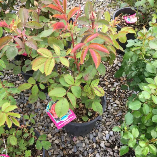 Morden Fireglow Shrub Rose - Trees & Shrubs - Image 3