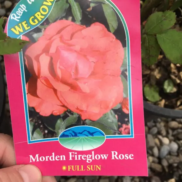 Morden Fireglow Shrub Rose - Trees & Shrubs