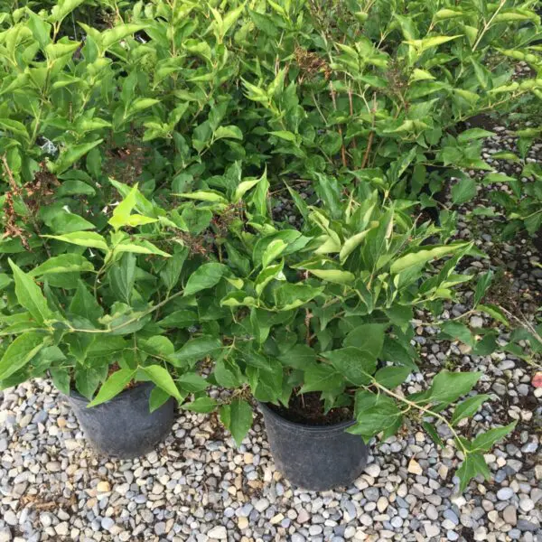 Miss Kim Lilac - Trees & Shrubs - Image 2