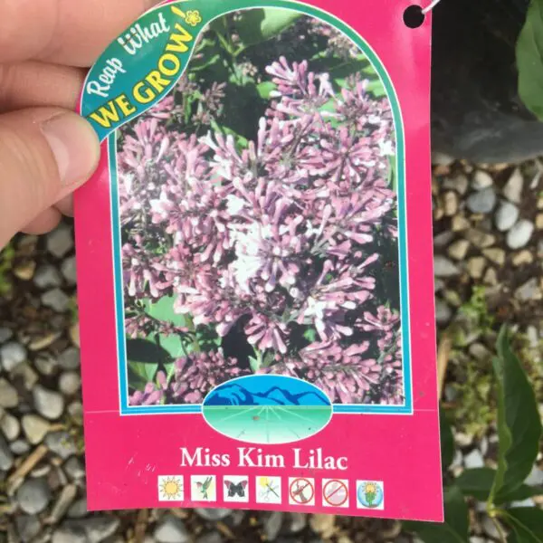 Miss Kim Lilac - Trees & Shrubs