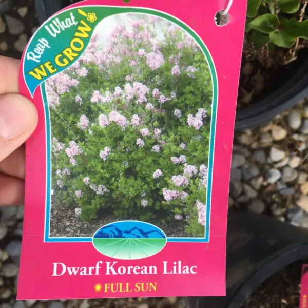 Dwarf Korean Lilac - Trees & Shrubs - Image 3