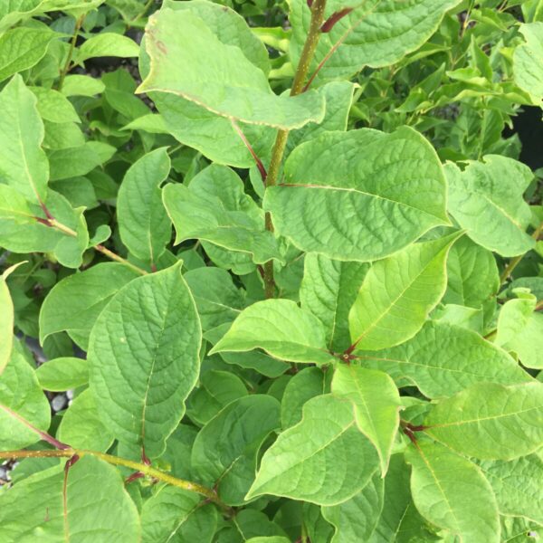 Late Lilac - Trees & Shrubs