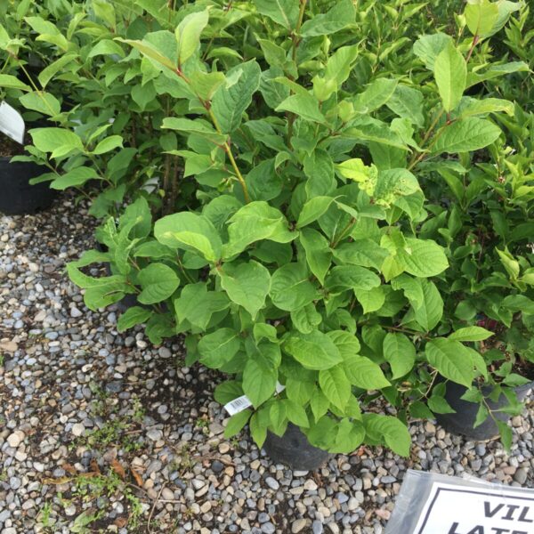Late Lilac - Trees & Shrubs - Image 2