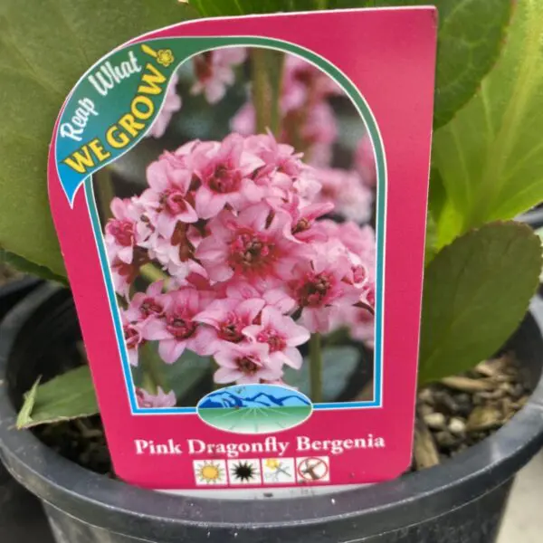 Bergenia (Pink) - Perennials (Sun or Shade)