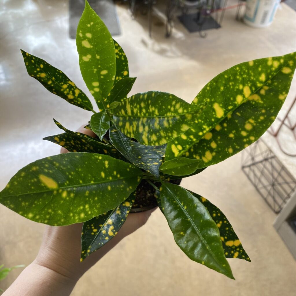 Yellow Variegated Croton (Codiaeum variegatum) Gold Dust – Tropicals ...