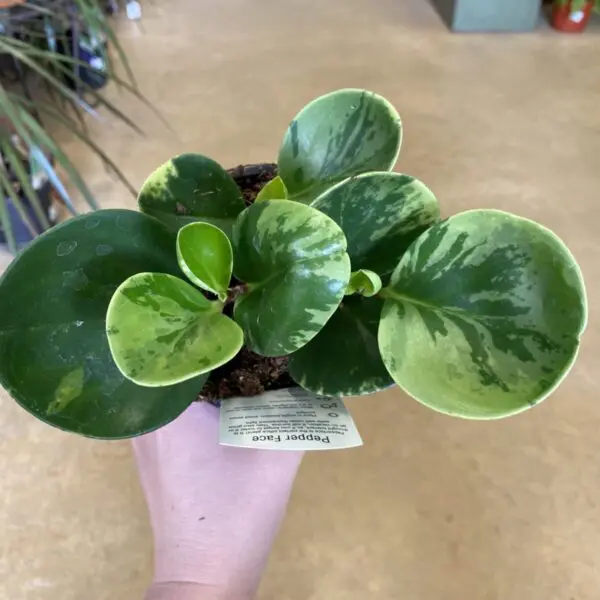 Pepperface Peperomia (Peperomia obtusifolia) (4" pot) - Tropicals & Houseplants - Image 3