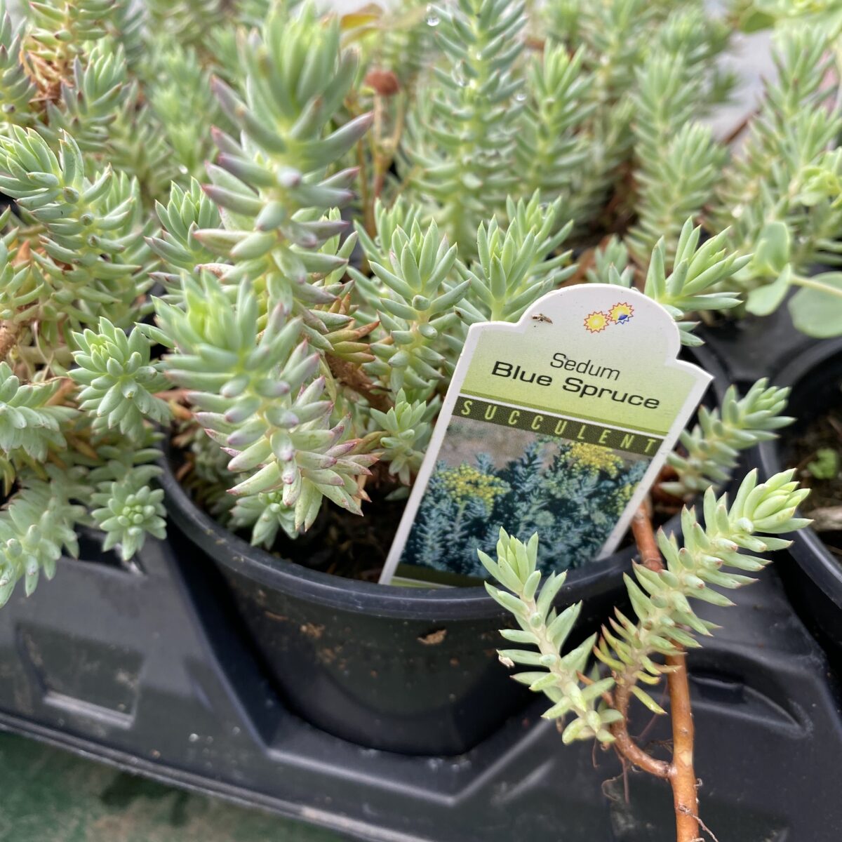 Sedum “Blue Spruce” – Perennials › Anything Grows