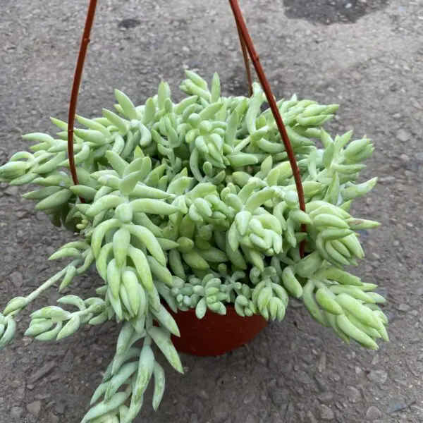 Donkey's Tail (Sedum Morganianum 'Donkey Tail') Hanging Baskets - Tropicals & Houseplants