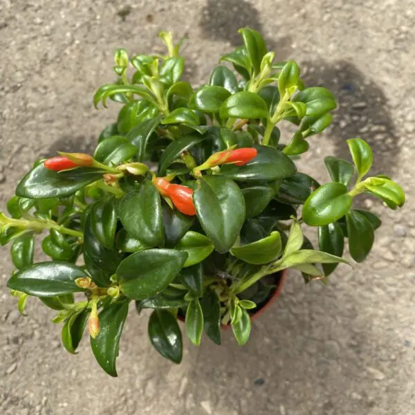 Goldfish 'Christmas Holly' Plant (Nematanthus hybrid) -  Tropicals/Houseplants - Image 2