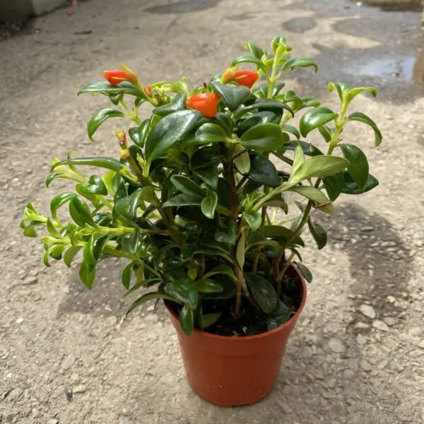 Goldfish 'Christmas Holly' Plant (Nematanthus hybrid) -  Tropicals/Houseplants