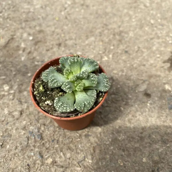 'Mimicry Plants' Concrete Leaf Plant (Titanopsis Calcarea) -  Tropicals/Houseplants - Image 2