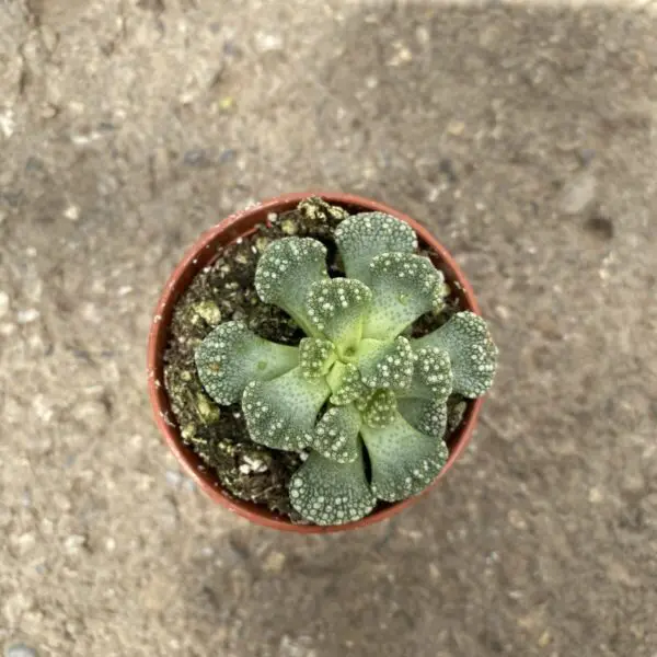 'Mimicry Plants' Concrete Leaf Plant (Titanopsis Calcarea) -  Tropicals/Houseplants - Image 3