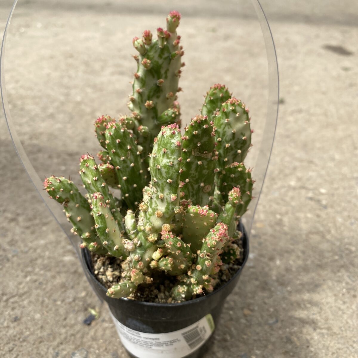 Variegated Joseph’s Coat Prickly Pear Cactus (Opuntia monacantha monstrose ...