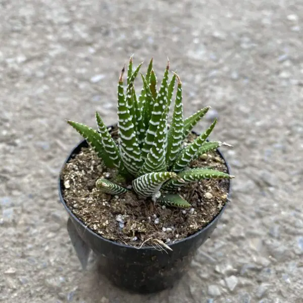 'Zebra Plant' Haworthia Fasciata -  Tropicals/Houseplants