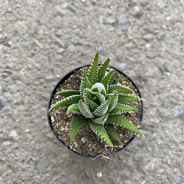 'Zebra Plant' Haworthia Fasciata -  Tropicals/Houseplants - Image 2