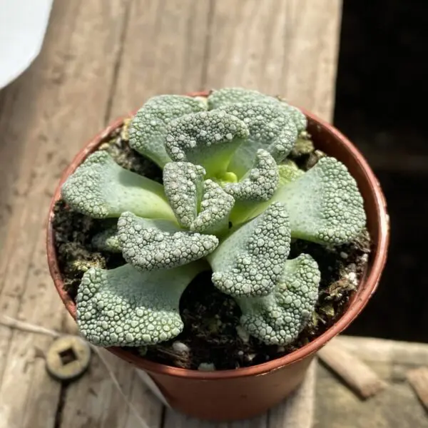 'Mimicry Plants' Concrete Leaf Plant (Titanopsis Calcarea) -  Tropicals/Houseplants