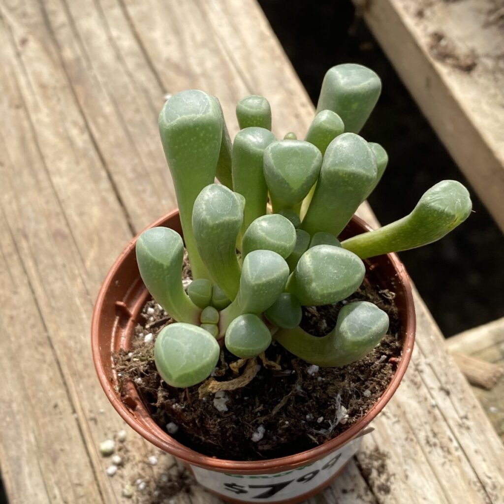 �Mimicry Plants� Baby Toes (Fenestraria rhopalophylla