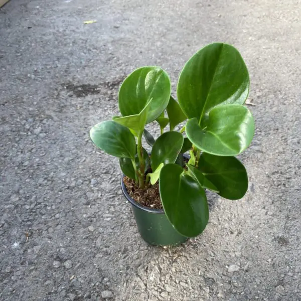 Pepperface Peperomia (Peperomia obtusifolia) (4" pot) - Tropicals & Houseplants - Image 2